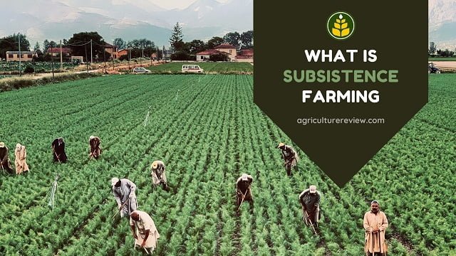 What Is Subsistence Farming Definition History Importance