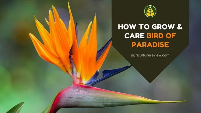 How To Grow & Care Bird Of Paradise Plant