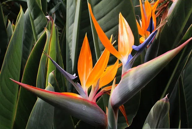 bird of paradise flower