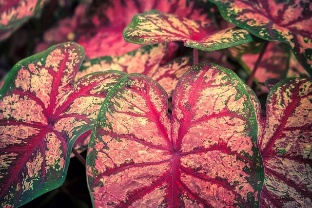 caladium toxicity