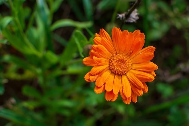 calendula flower