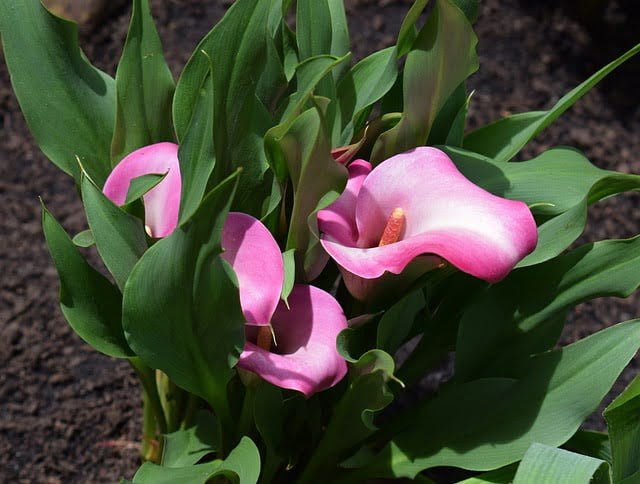 calla lily pictures