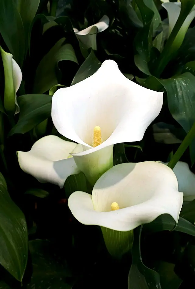 calla lily toxicity