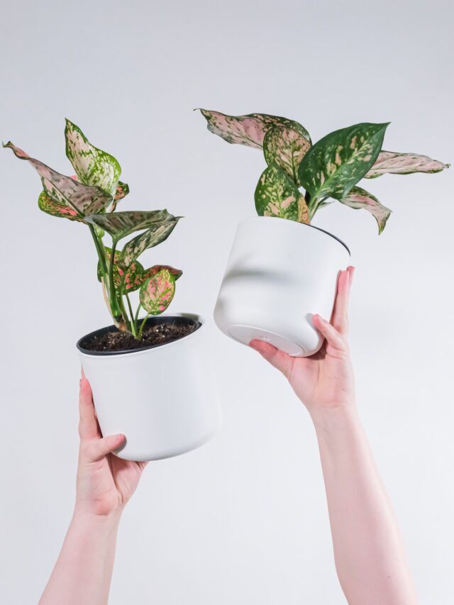How To Grow & Care For Aglaonema Houseplant