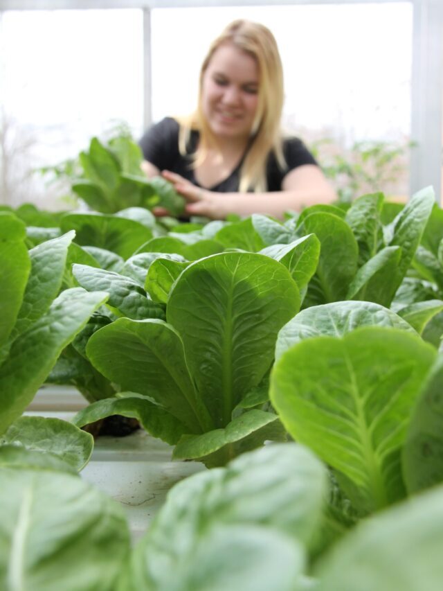 What’s Agribusiness, Future & Importance!