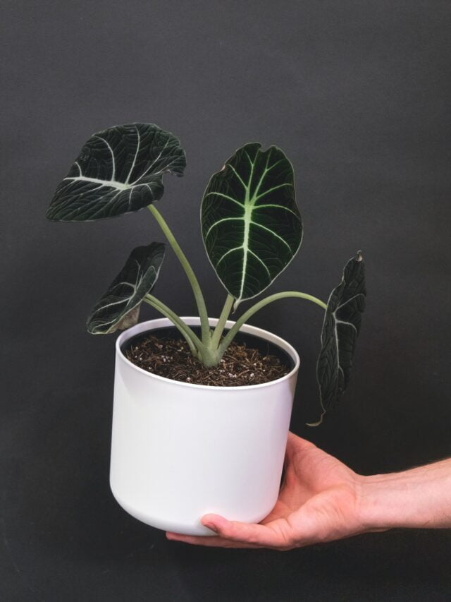 How To Grow & Care For Alocasia