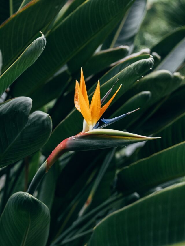 How To Grow & Care Bird Of Paradise Houseplant