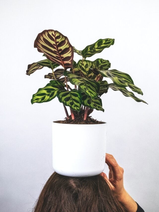 How To Grow & Care For Calatheas