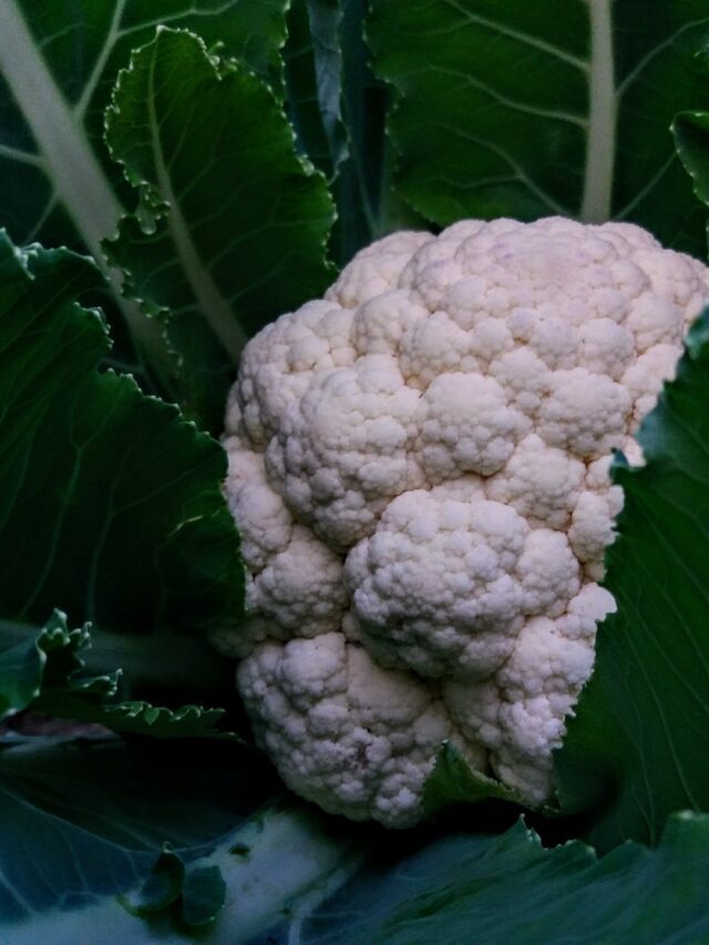 How To Grow Cauliflower Plant In Home Garden