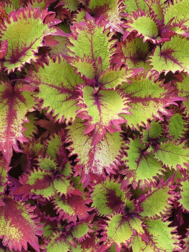 How To Grow & Care For Coleus