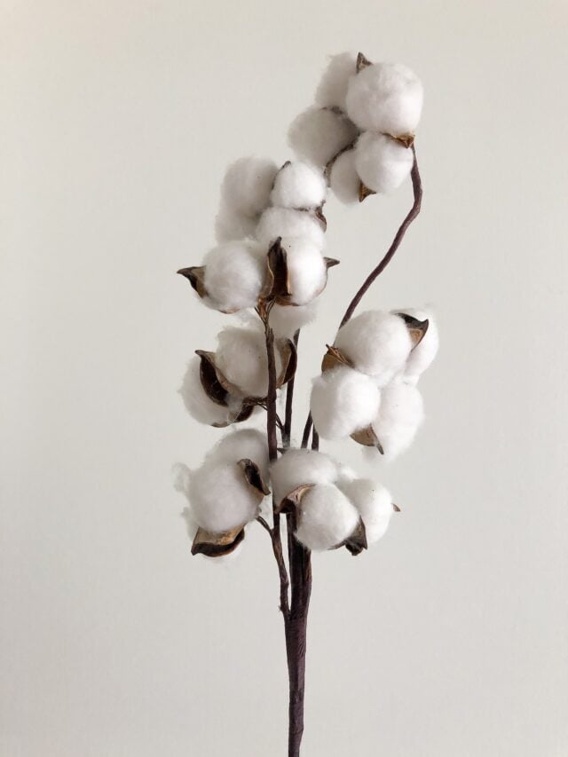 The Ultimate Guide On Cotton Farming