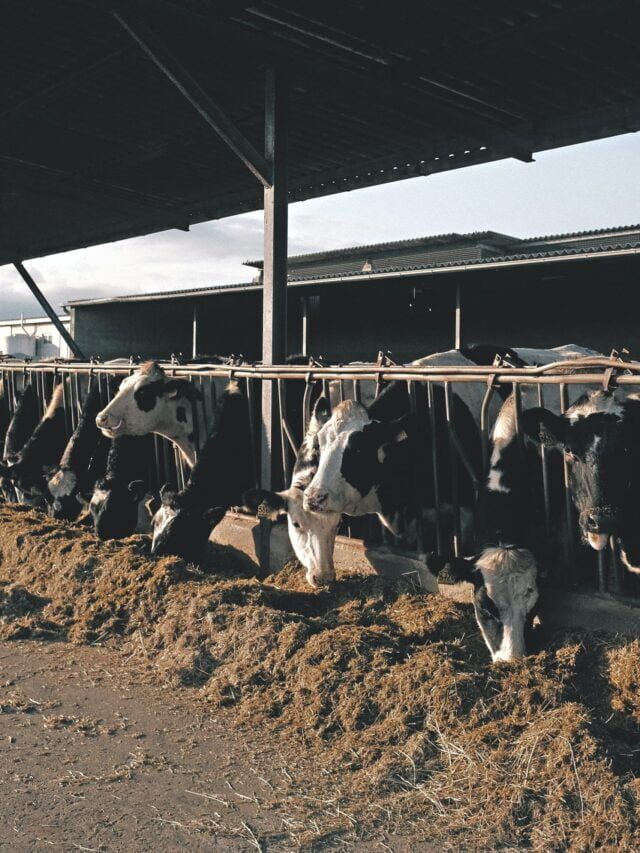 Why Dairy Farming Is Still Profitable!