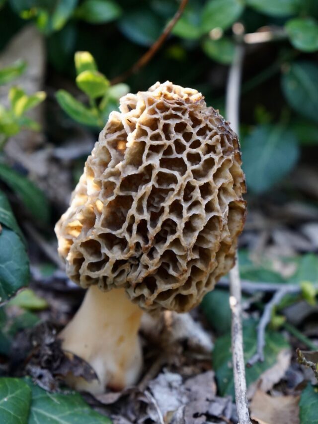 Popular & Healthy Edible Mushrooms In World!