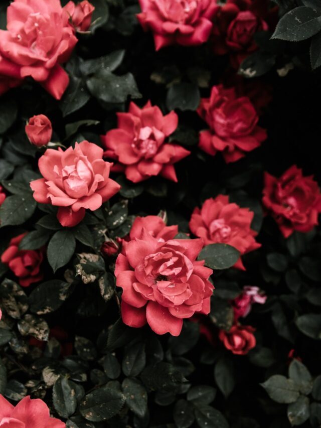 Guide On Flower Gardening For Beginners