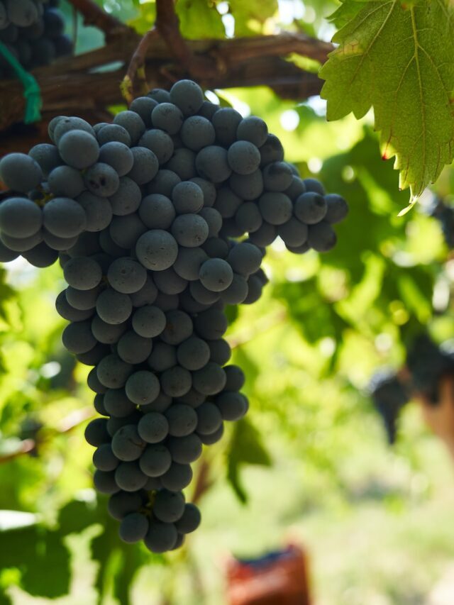 The Ultimate Guide On Grape Farming