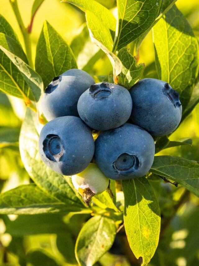 How To Grow Blueberry In Home Garden