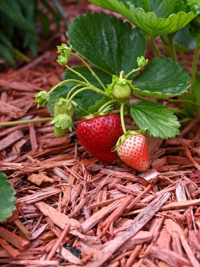 How To Grow Strawberry At Home