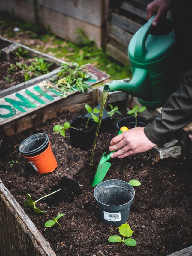 Easy & Effective Homemade Fertilizers For Plants!