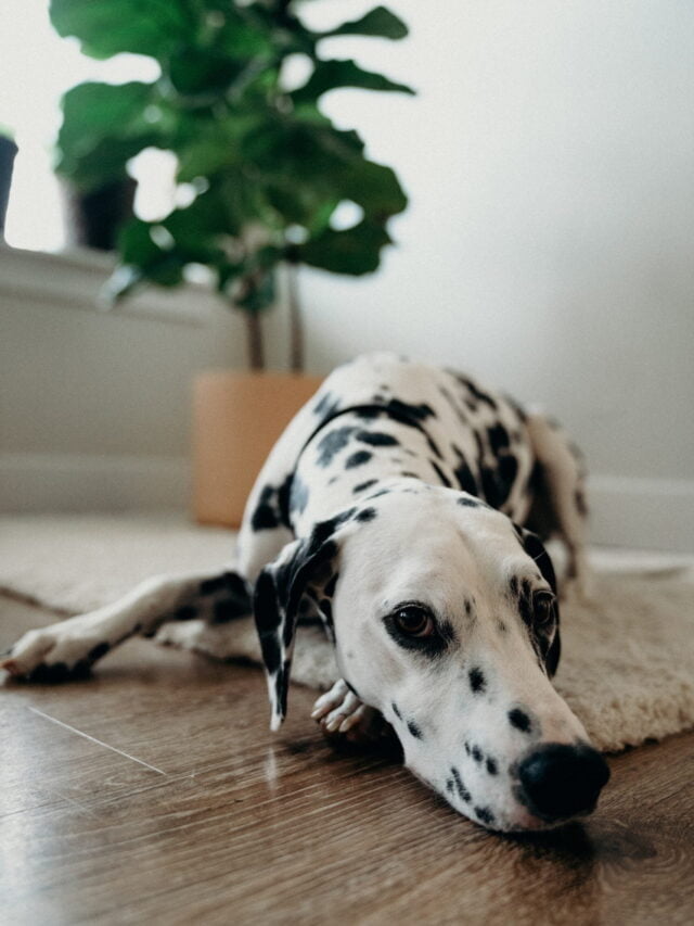 Houseplants That Are Toxic To Dogs