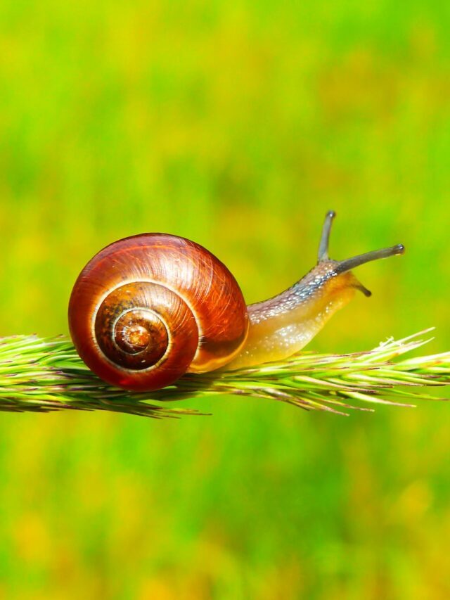 How To Control Snails In Garden & Farm