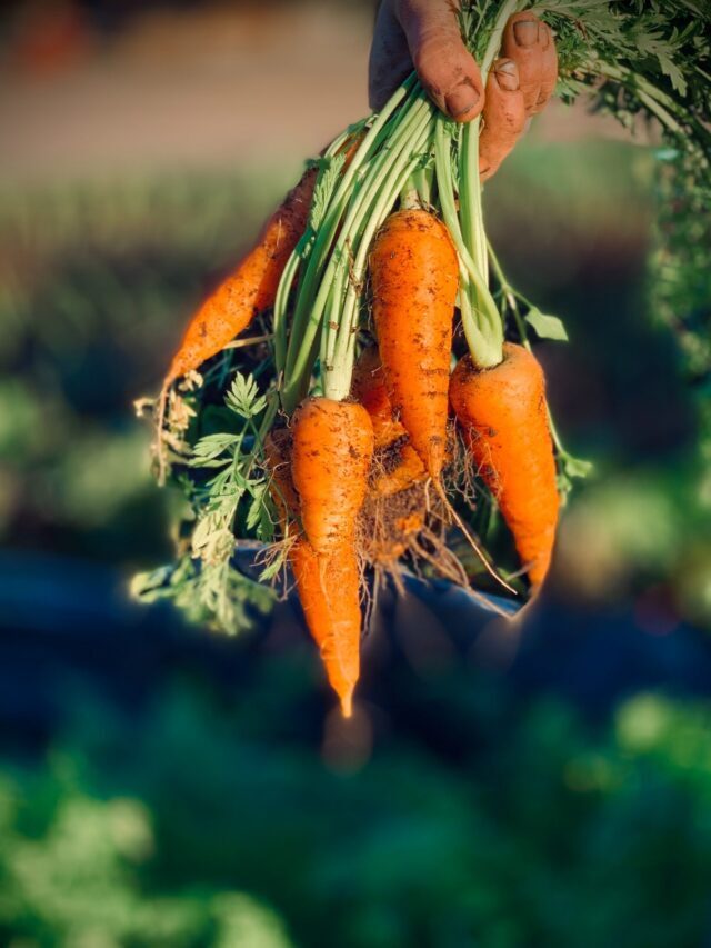 How To Grow & Care For Carrots!