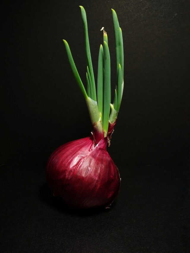How To Grow Onions At Home!