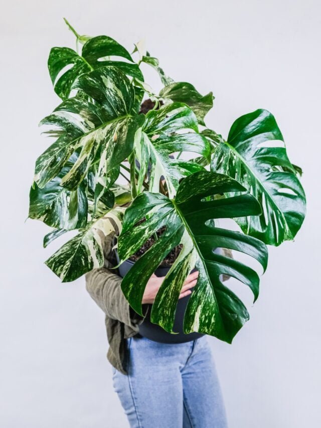 How To Grow & Care For Monstera Plant