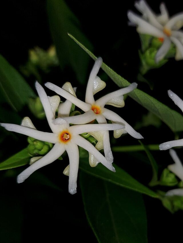 How To Grow & Care Night Blooming Jasmine Or Parijat