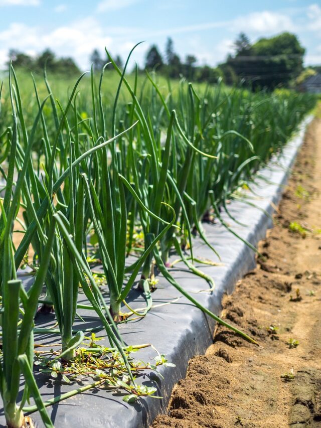 The Ultimate Guide On Onion Farming