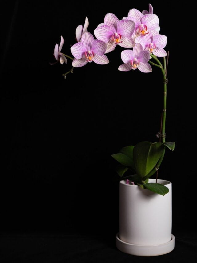 How To Grow & Care For Orchids!