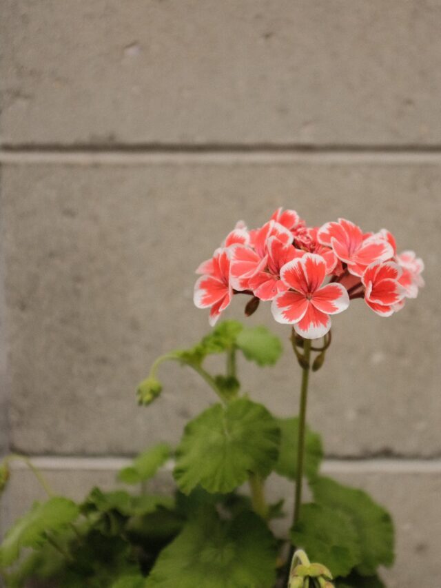 How To Store Geraniums Over Winter!