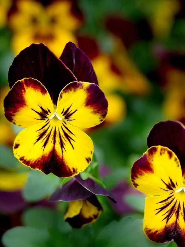How To Grow & Care For Pansy Flower