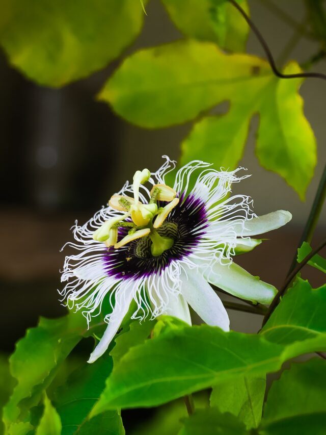 How To Grow & Care For Passion Flower (Krishna Kamal)
