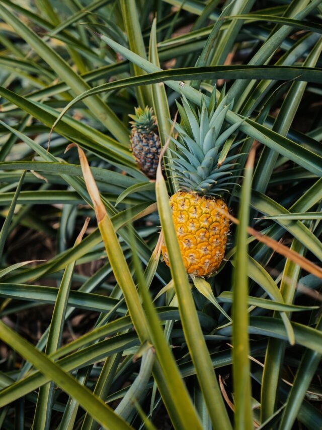 The Ultimate Guide On Pineapple Farming