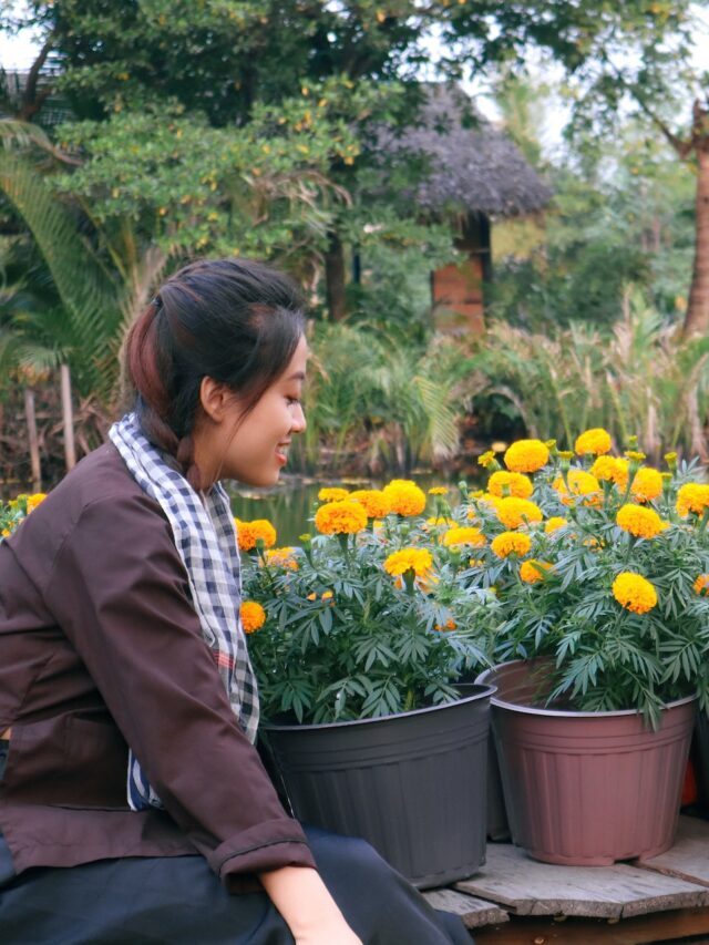 How To Plant & Grow Marigold Flowers