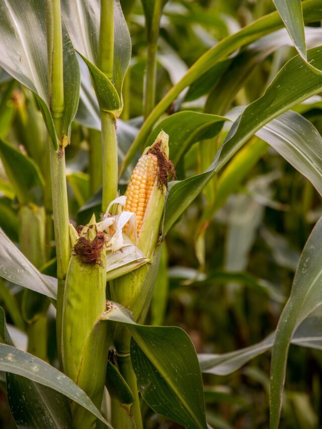 How To Start Planting Corn?