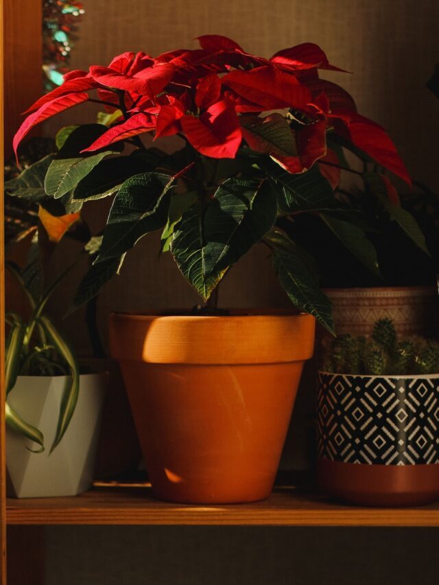 How To Grow & Care For Poinsettia!