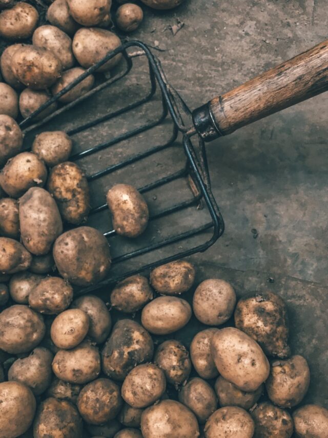 Ultimate Guide On Potato Farming