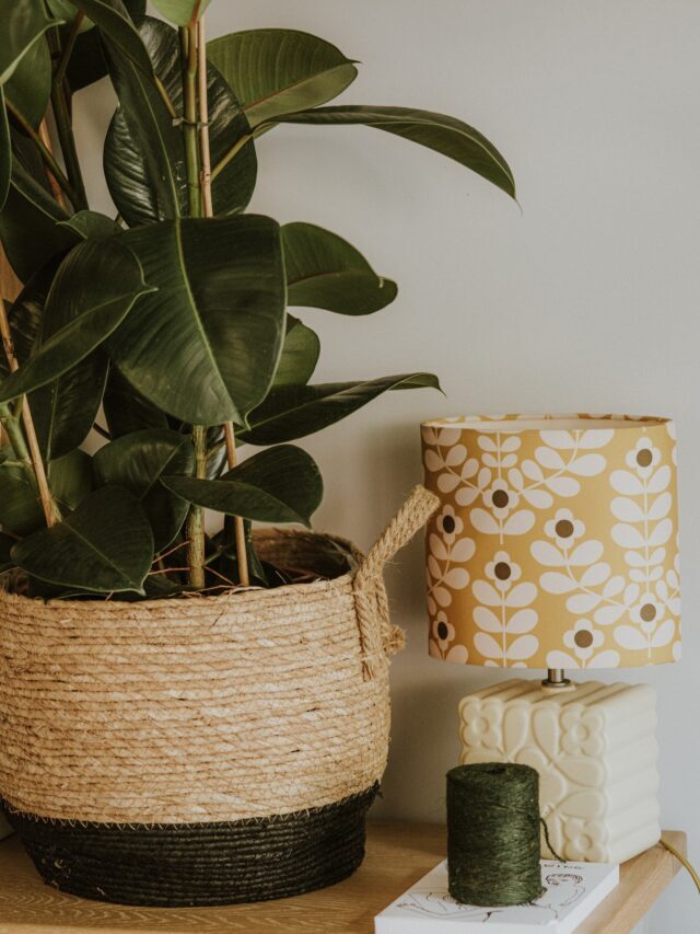 How To Grow & Care For Rubber Plant!