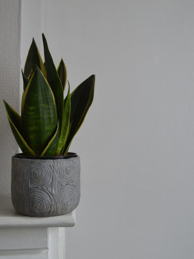 How To Grow & Care For Snake Plants!