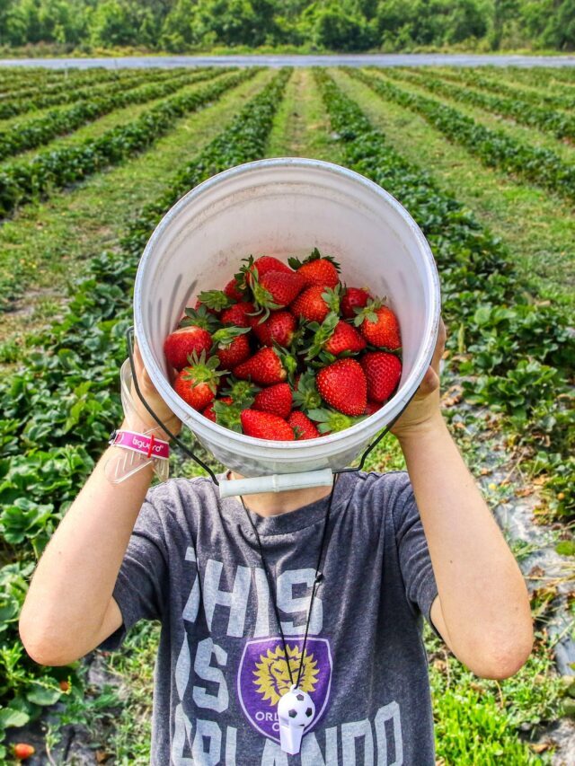 The Ultimate Guide On Strawberry Farming!