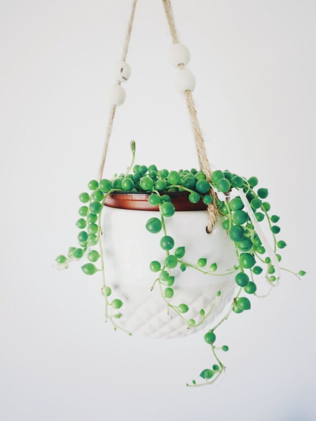 How To Grow & Care For String Of Pearls!