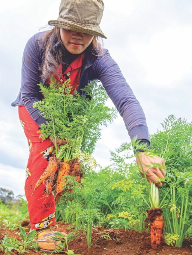 What’s Survival Gardening & Why It’s Necessary!