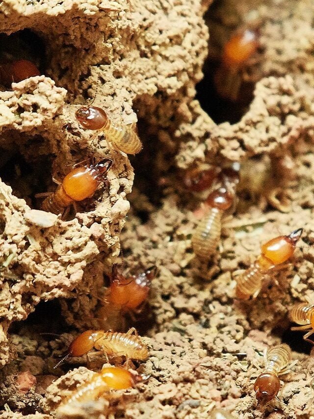 How To Control Termites In Farm & Garden