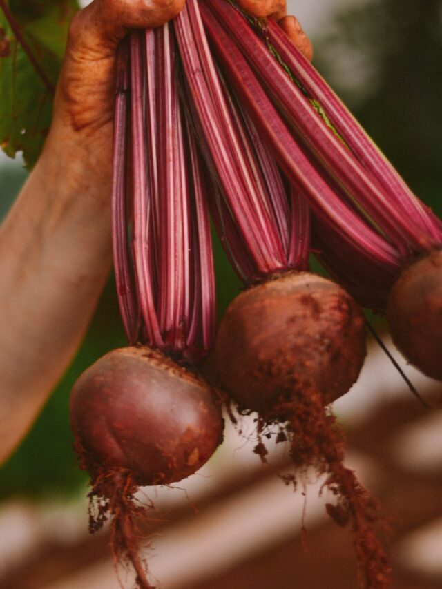 What To Plant In The Fall