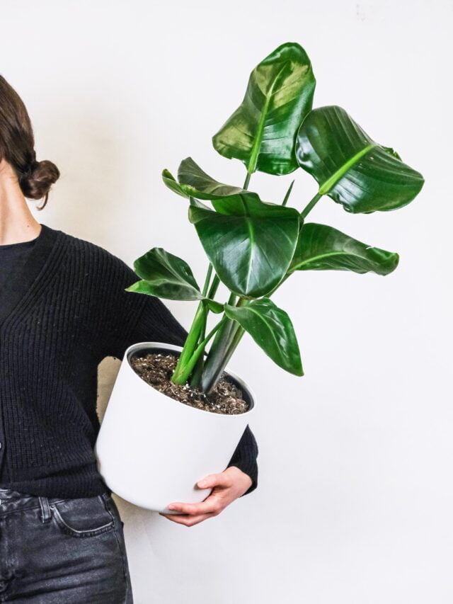 When To Bring Houseplants Inside!