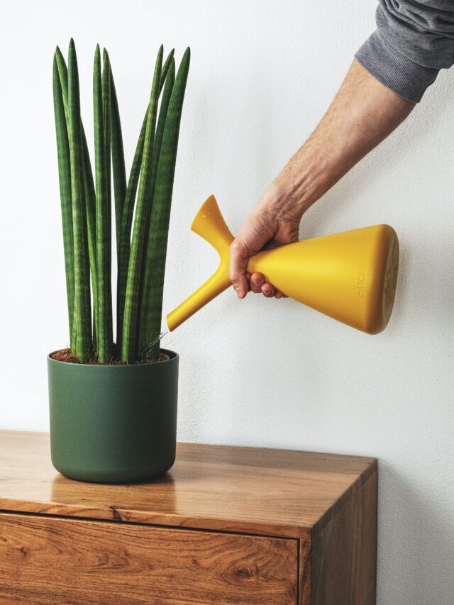 Know When To Fertilize Houseplants