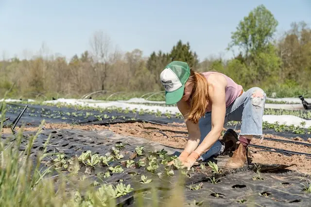 mulching in dryland farming or agriculture