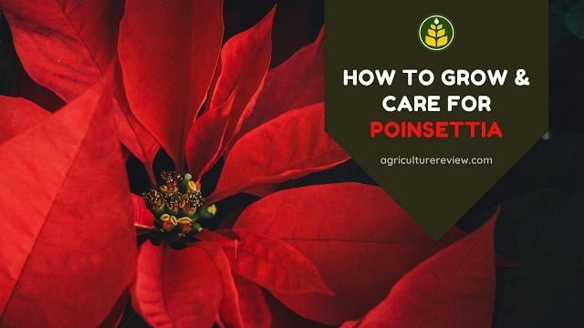 How To Grow & Care For Poinsettia Plant