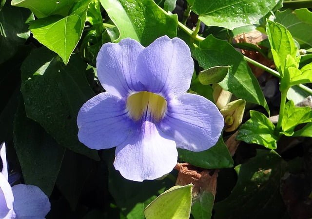 thunbergia grandiflora